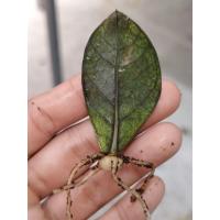 ราคา กวักมรกตดำด่างชมพูมีหัวมีรากแล้ว (44056576073)