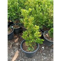 ราคา ประยงค์ไต้หวัน กระถาง 11 นิ้ว ต้นสวยและแข็งแรง (กทม) (3690453181)