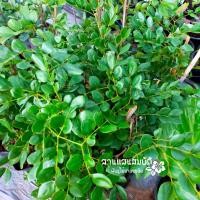 ราคา แก้วเจ้าจอม 6 ใบ สูงประมาณ 30-40 ซม. (6929171381)