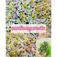 ราคา กุหลาบหินยอดตัดสด กุหลาบหินสำหรับหัดชำ ใบกุหลาบหิน ยอดตัดสดกุหลาบหิน ชำง่ายมือใหม่ก็ชำได้ succulent พร้อมส่ง (9139752751)