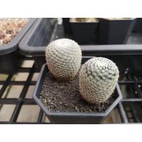 ราคา ขายกระบองเพชร แมมนกฮูก Mammillaria Microthele ไม้เมล็ด (6246434871)