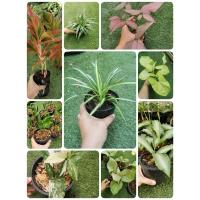 ราคา ต้นไม้มงคล ต้นเศรษฐีเรือนใน/เศรษฐีเรือนนอก/ออมเงิน/ออมทอง/ออมกนก/สร้อยเงินสร้อยทอง (13925622142)