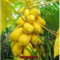 ราคา มะละกอสีทอง ปลุกประดับ ทานได้ (8709369469)