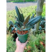 ราคา ต้นยางอินเดียดำ ไม้ฟอกอากาศ (17052984934)