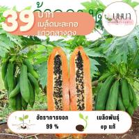 ราคา เมล็ดมะละกอแก้วกลางดง 39บาท 100 เมล็ด (27369686040)