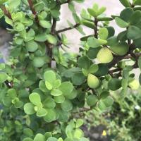 ราคา ต้นคลาสซูล่า,ต้นใบเงิน,ต้นไม้สวรรค์ ขนาดถุง 3นิ้ว (13221229900)