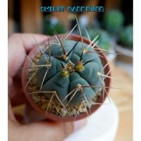 ราคา ยิมโน การ์เดนาเซียนั่ม ยิมโนผิวสวย หนามสวย ยิ่งโดนแดดผิวจะยิ่งม่วง น่าเก็บสะสม อยู่ในกระถาง 2 นิ้ว ส่งทั้งกระถาง (4649421636)