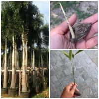 ราคา เมล็ดงอก - ต้นกล้า ปาล์มหางกระรอก (ฟ็อกเทล) ** ซื้อ 5 แถม 1 (9455631707)