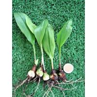 ราคา ว่านมหาลาภ ชุด5ต้น(ถอนล้างราก)กวักนางพญาหงสาวดี ไม้มงคล หนึ่งในว่านชุดไตรภาคี หัวว่านมหาลาภ (10289649082)