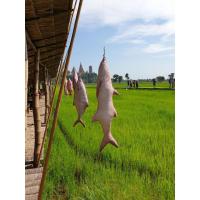 ราคา หมอนปลากุเลา ราชาแห่งปลาเค็ม ของดีเมืองตากใบ! ขนาด 100 ซม (2172074301)