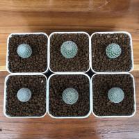 ราคา แมมนกฮูก Mammillaria microthele , perbella ในกระถาง 2 นิ้ว (7648282780)