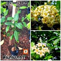 ราคา ต้นกันเกรา กันเกรา มันปลา (28524830245)