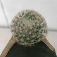 ราคา แลนต้า แคคตัส กระบองเพชร (Mammillaria lenta.) (8983906615)