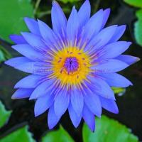 ราคา 3 เมล็ด เมล็ดบัว สีน้ำเงิน ดอกใหญ่ บัวฝรั่ง บัวนอก สายพันธุ์เมล็ดบัว Lotus seeds (8375619433)