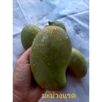 ราคา มะม่วงแรด กกละ 25 บาท (28186153972)