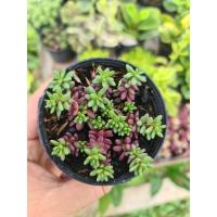 ราคา แพรทับทิม หรือ คุณนายตื่นสายญี่ปุ่น กระถาง 3" (8726327395)