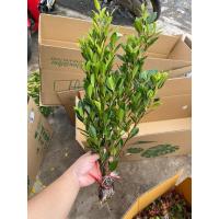 ราคา ‼️พร้อมส่ง ไทรเกาหลีกิ่งตอน เซ็ท10 กิ่ง+ แถมฟรี กิ่งสวยๆพร้อมปลูก กิ่งกร้านแข็งแรง (29726428798)