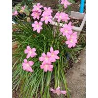 ราคา บัวดินสีชมพู คละขนาด ชุดละ20หัว (40511299901)