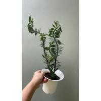 ราคา ต้นบันไดเศรษฐี ต้นบันไดเงิน ต้นบันไดสวรรค์ (18790747101)