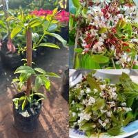 ราคา ตอติ้วหรือต้นผักติ้ว พันธุ์ไม้เน้นรับประทานยอดอ่อน มีรสชาติเปรี้ยว วิตามินซีสูง (25911419706)