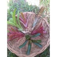 ราคา หน่อตัดสดสับปะรดสีจัดเซทmini6ชนิดจำนวน6หน่อไม้มงคลไม้ฟอกอากาศ (13533569629)