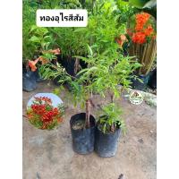 ราคา ต้นทองอุไรสีส้ม ทองอุไรสีส้ม (28459511037)