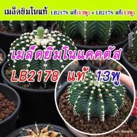 ราคา ผลิตภัณฑ์ใหม่ เมล็ดพันธุ์ สปอตสินค้า❤เมล็ดยิมโนแคคตัส LB2178 (พ่อ-แม่พันธุ์ 13พู) สายพันธุ์ดี เมล็ดอวบอ้วน เมล็ /ดอก FWP (20265786516)