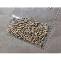 ราคา เมล็ดพันธุ์ ไผ่บ่งหวาน Bambusa Sp ไผ่หวาน ไผ่ตงหวาน (25982554588)