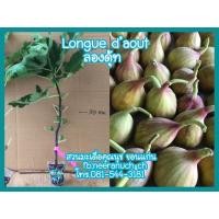 ราคา กิ่งตอนมะเดื่อฝรั่งลองดุ้ท(longue d’aout) (3356730767)