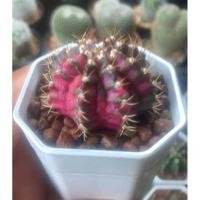 ราคา ยิมโน T-rex ด่างสายยับ (22351077955)