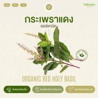 ราคา กระเพราแดงอินทรีย์ Organic Red Basil อินทนิลออร์แกนิคฟาร์ม ปลูกธรรมชาติมาตรฐานเกษตรอินทรีย์ เก็บใหม่ทุกออเดอร์ (23772808486)