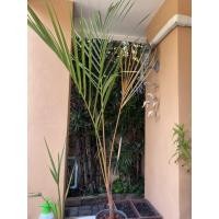 ราคา ต้นหมากแดง เพาะเอง ราคาถูก (5980949520)