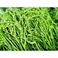 ราคา กิ่งตอนชะอม ชะอมหนามน้อย แบ่งขาย 5 กิ่ง (19675127584)