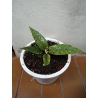 ราคา ต้นโชคเก้าชั้นด่างชมพู (9313313836)