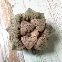 ราคา [4-5cm] ฮาโวเทีย H. picta ‘super white’ #ฮาโวเทีย #ไม้อวบน้ำ #cactus #ไม้ออฟฟิศ #ของขวัญมีชีวิต (2641806069)