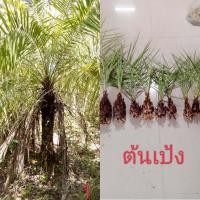 ราคา เป้ง 1หัว(รอบหัว20-25cm)ตระกูลเดียวกับอินทผาลัม ปาล์ม ปรง)ขายหัวไม่มีใบ ต้นเป้ง หมากเป้ง เป้งนา เป้งเขา เป้งทะเ (22727020508)