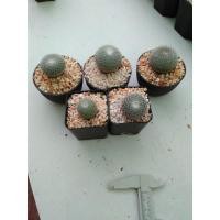 ราคา แมมนกฮูก กระบองเพชร cactus (8617647765)