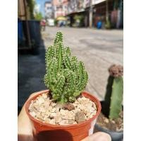 ราคา คอนโดนางฟ้า ส่งพร้อมกระถาง กระบองเพชร แคคตัส cactus ไม้อวบน้ำ (5560779361)