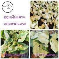 ราคา ออมเงินแคระ ออมนาคแคระ (18313474740)