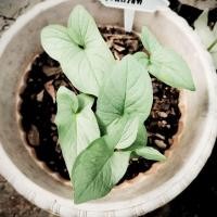 ราคา ว่านปรอทกายสิทธิ์ ว่านทางคงกระพันชาตรีกันอาถรรพ์สิ่งไม่ดี (27955768580)