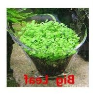 ราคา เมล็ด ถูก็ด 100 ถูก็ดถูกน้ำ สำหรับถูกตกแต่งตู้ปลา ตู้ไม้น้ำ Aquarium Plants Seed ช่วยสร้างระบบนิเวศในตู้ปลา ผักบุ้ (23565553707)