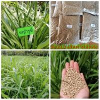 ราคา (ขาย เมล็ด ) ต้น เมล็ด เมล็ดพันธุ์หญ้ารูซี่ หญ้ารูซี่ ต้นหญ้ารูซี่ หญ้า ฟาร์มพบพร / วรรณา (8919775860)