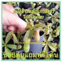 ราคา ต้นหม้อข้าวหม้อแกงลิงจิ่ว ต้นหม้อข้าวหม้อแกงลิงพันธุ์แคระ (29004162494)