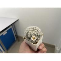 ราคา แมมขนนกขาว ดอกชมพูอ่อน (7578192702)