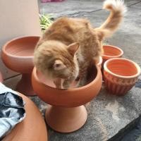 ราคา ของใหม่✨พร้อมส่งอ่าง อ่างดินเผา เลี้ยงสัตว์ ปลูกต้นไม้ สีธรรมชาติ อ่างแมว กระถางดินเผา อ่างบัวจิ๋ว อ่างเลี้ยงปลาเล็ก (12087848834)