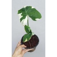 ราคา ต้นถุงเงินถุงทองต้นไม้มงคล (11033067487)