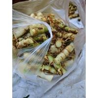 ราคา หญ้าหวาน​อิสราเอล​ 100​ ท่อนล (42615822092)