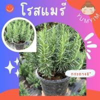 ราคา ต้นโรสแมรี่ Rosemarry #โรสแมรี่ กระถาง 8 นิ้ว (27335501766)
