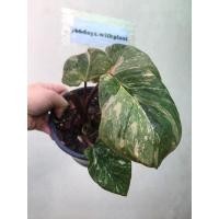 ราคา เสน่ห์จันทร์ประกายดาว ต้นเสน่ห์จันทร์ประกายดาว ด่างชมพู สวยมาก แข็งแรง น่าสะสมมากค่ะ ชมพูประกายสวย (8517033395)