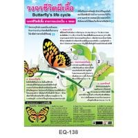 ราคา โปสเตอร์ วงจรชีวิตผีเสื้อ #EQ-138 โปสเตอร์กระดาษอาร์ตมัน สื่อการเรียนการสอน สื่อการเรียนรู้ (3183582538)